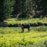 Why Wyoming is Becoming the New Retirement Hotspot for Seniors