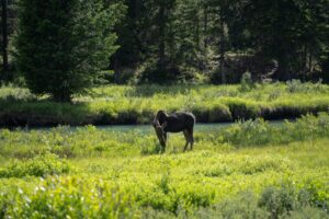 Why Wyoming is Becoming the New Retirement Hotspot for Seniors